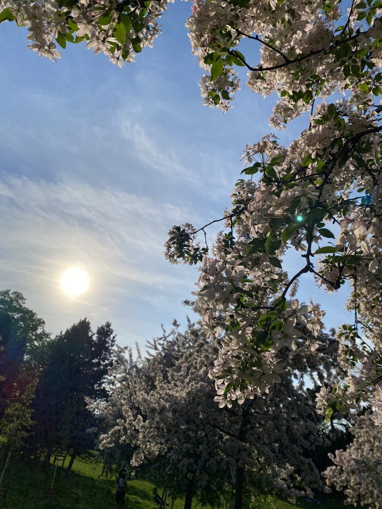 Blossoming Tree in Letná Park