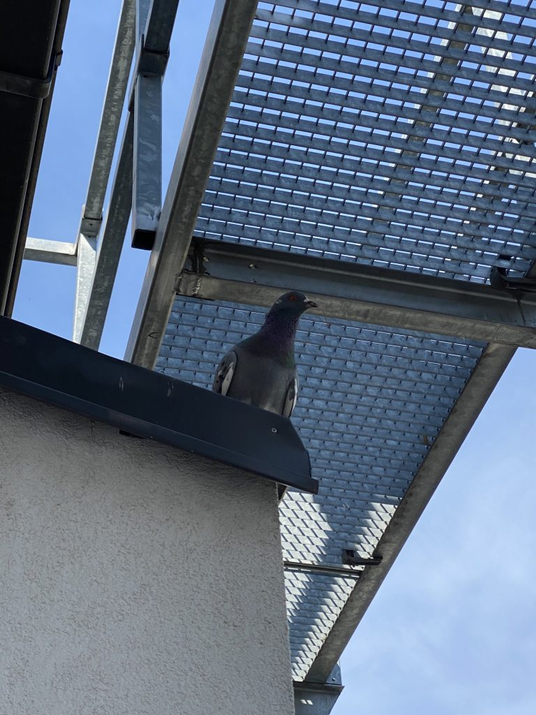 A Pigeon Friend Greeting Me at the Hostel