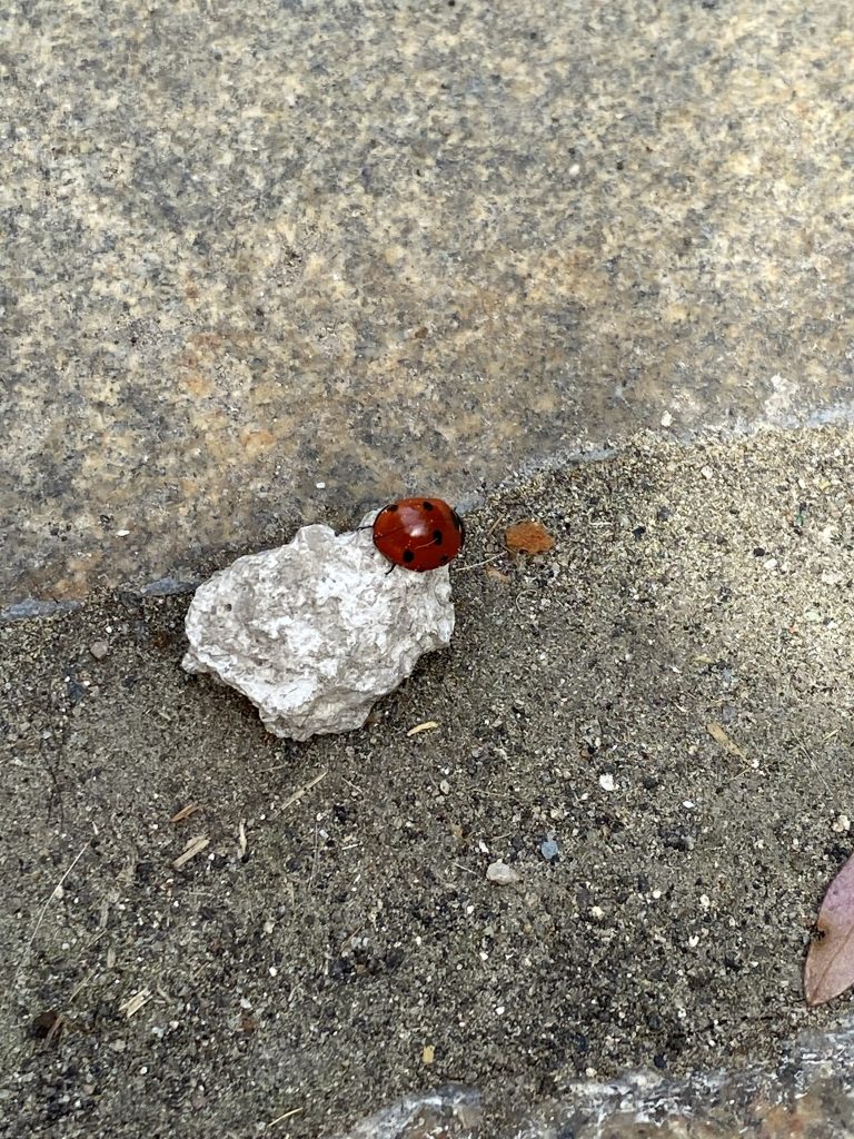 Ladybug Ladybugging on a Rock