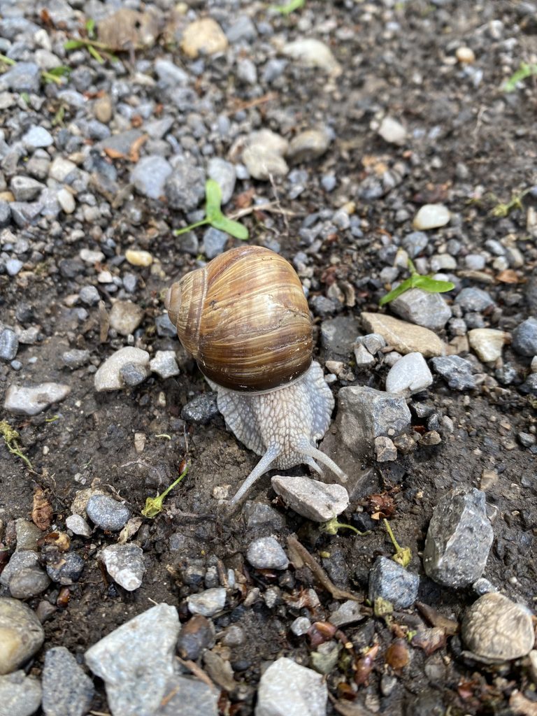 Garry the Snail in Wienerberg